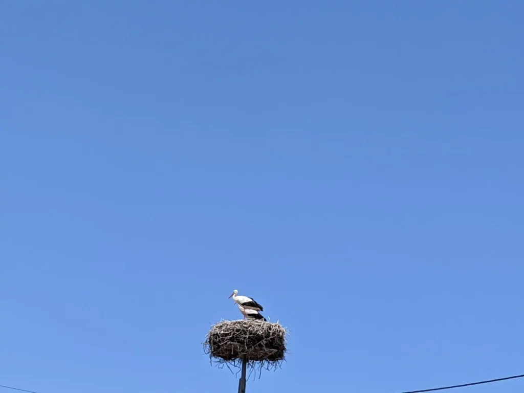 Stork-Comporta