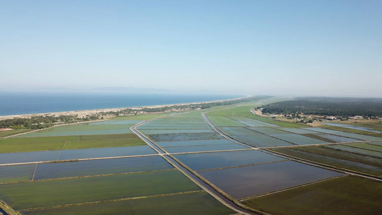 Rice-fields-view
